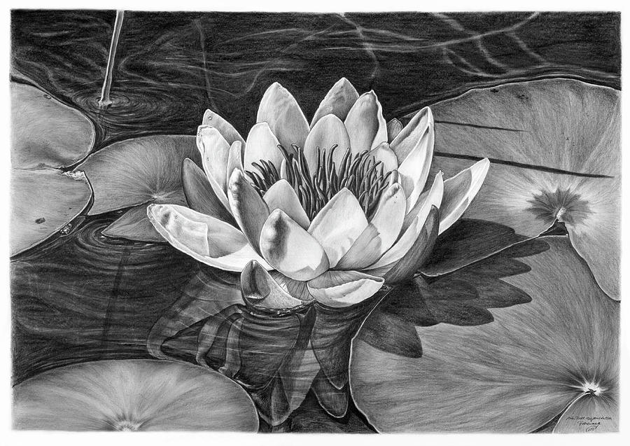 Water Lily Drawing by Iren Faerevaag Fine Art America