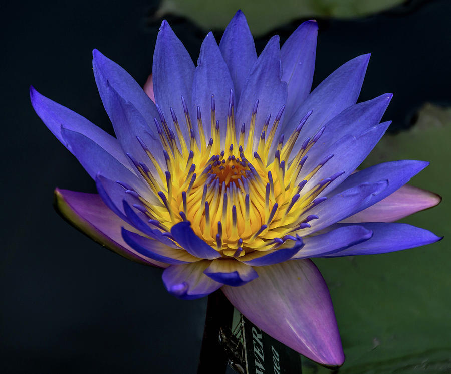 Water Lily Photograph by Irena Kazatsker - Fine Art America