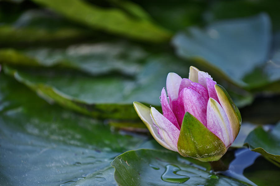 Water lily Photograph by Ivan Slosar