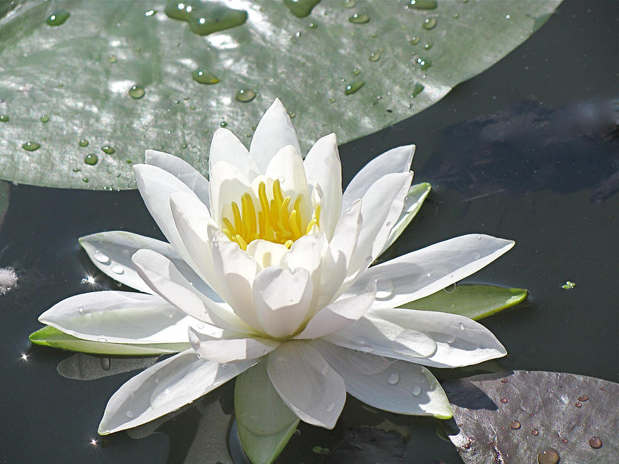Water Lily Photograph by Jack R Perry