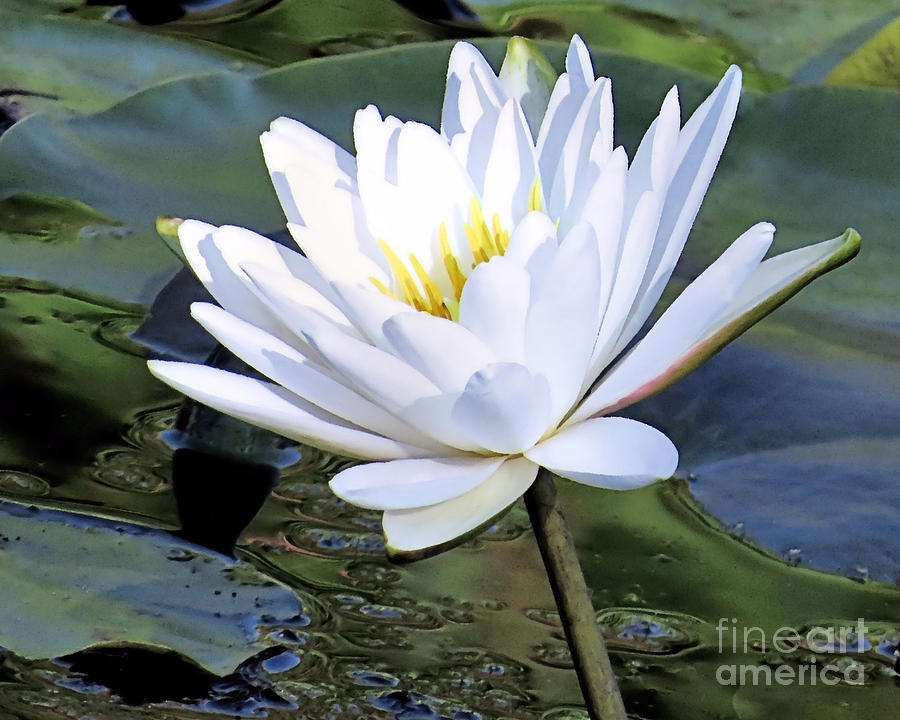 Water Lily Photograph by Janice Drew