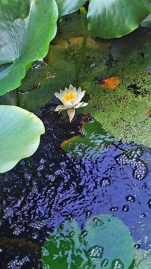 Water Lily  Photograph by Jasna Dragun