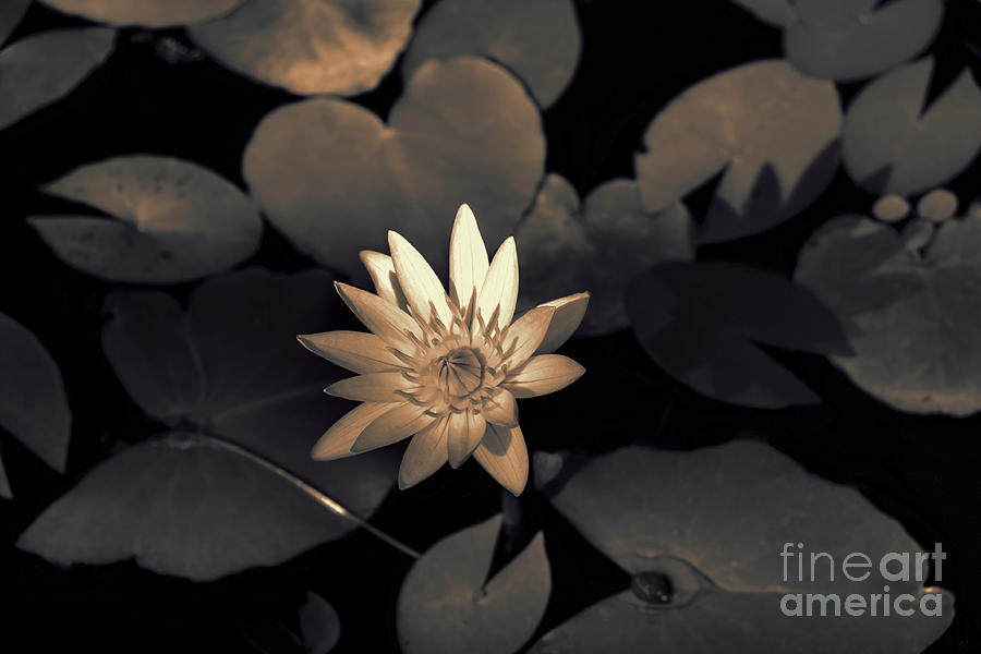 Water Lily Photograph by Jeff Breiman