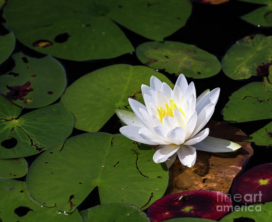 Water Lily Photograph by Jim Gillen