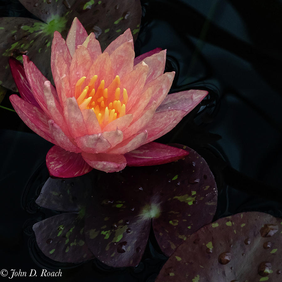 Water Lily Photograph by John Roach