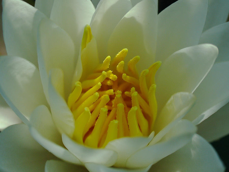 Water Lily Photograph by Juergen Roth