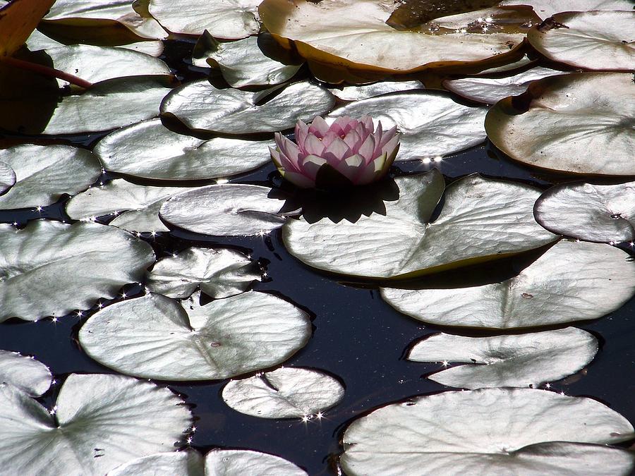 Water Lily Photograph by Julie Rauscher