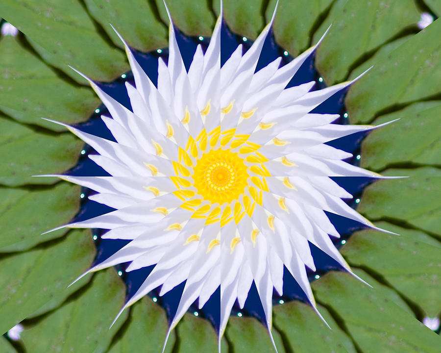 Water Lily Kaleidoscope Photograph by Bill Barber
