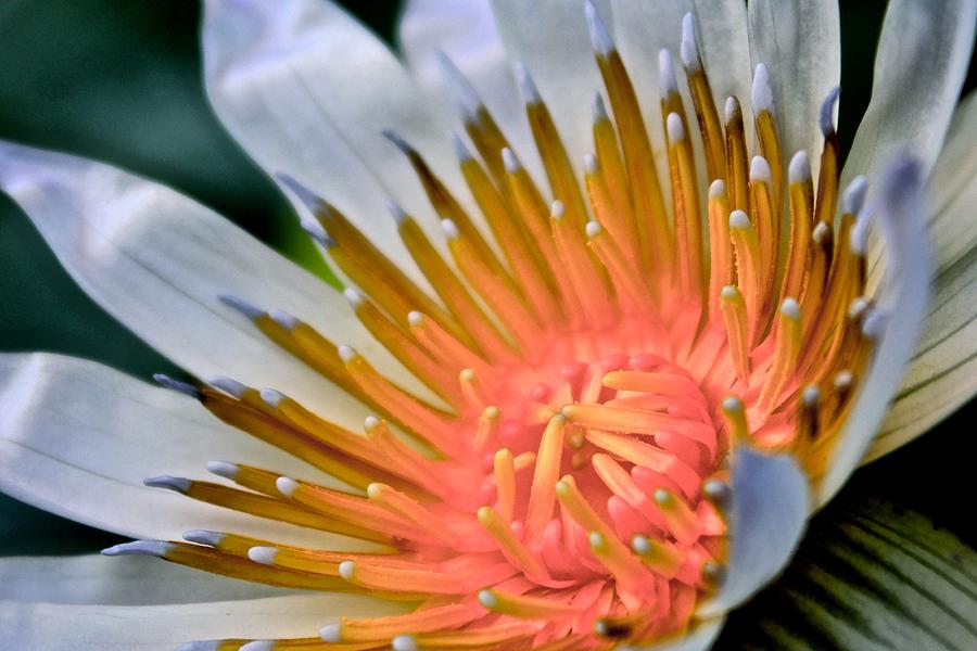 Flower Photograph - Water Lily  by Kimberly Reeves