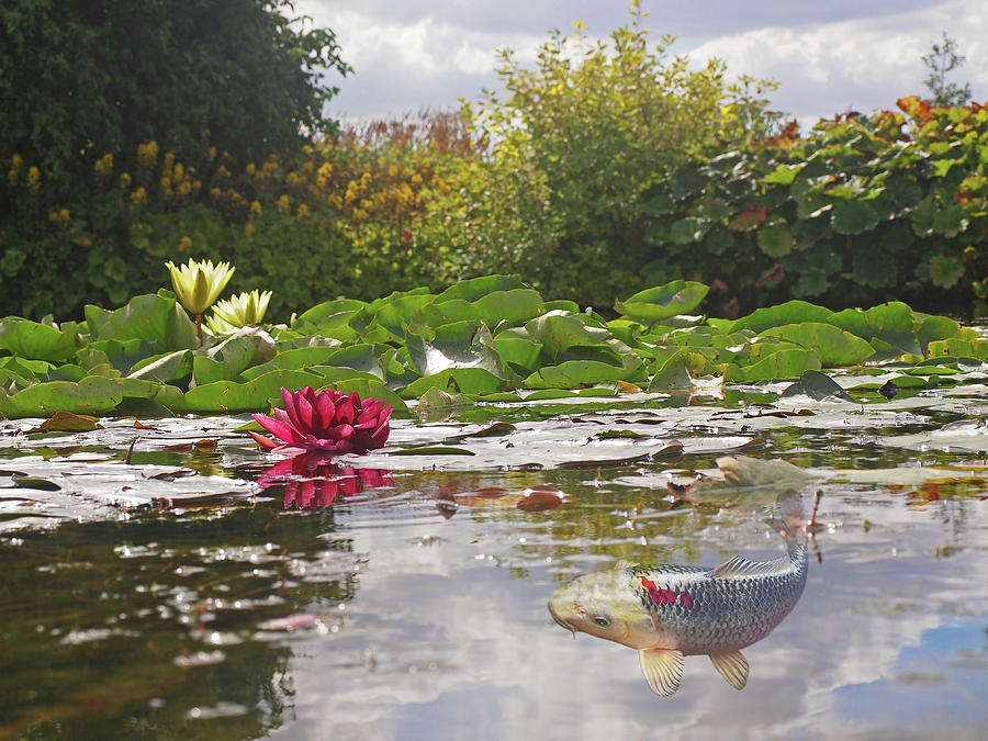 Water Lily Koi Pond Photograph by Gill Billington