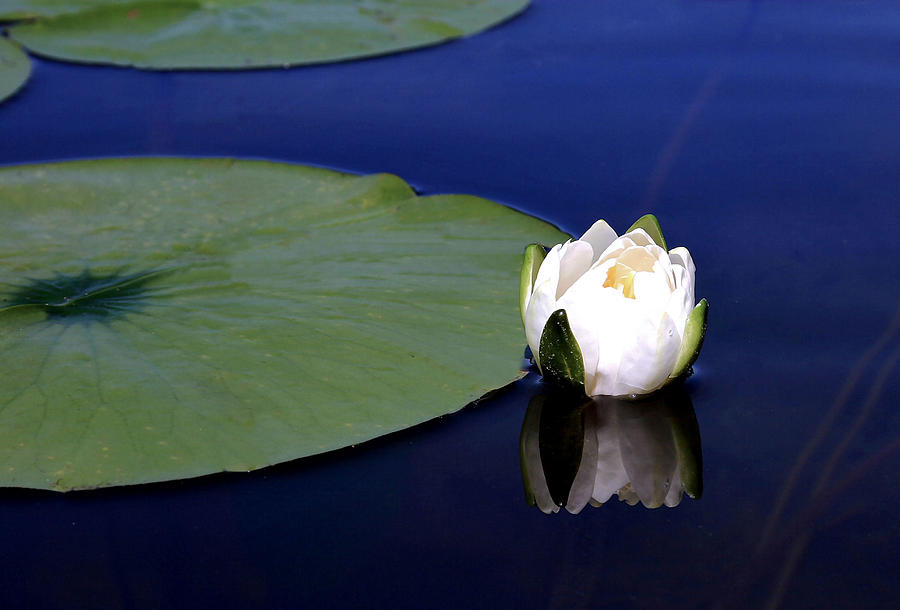 Water Lily Photograph by Kristin Elmquist