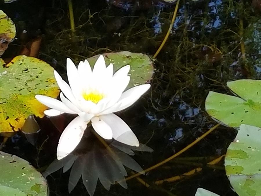 Water Lily Photograph by Laura Lynn | Fine Art America