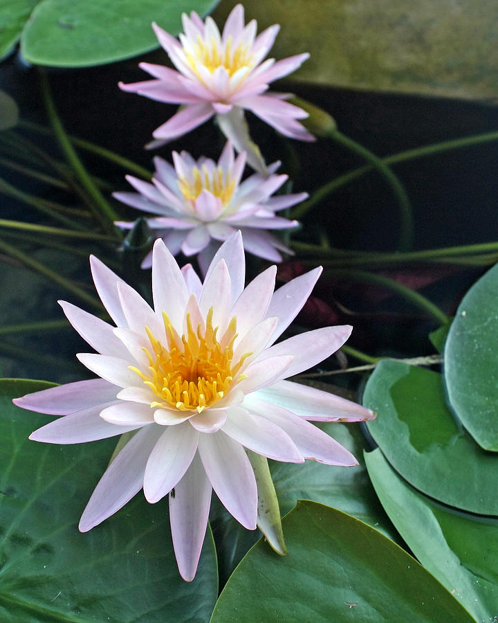 Water Lily Line Photograph by Farol Tomson