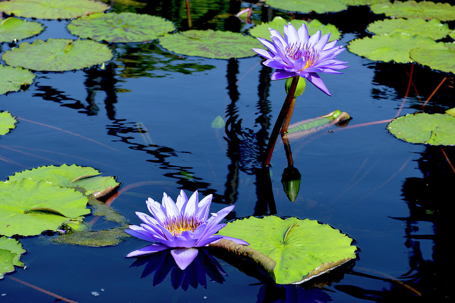 Water Lily Photograph by Lisa Blake