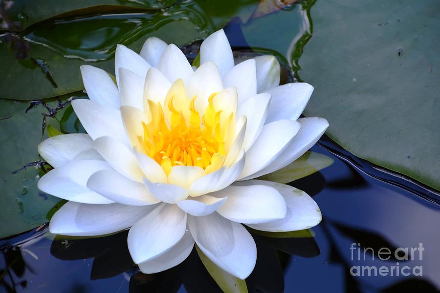 Water Lily Loveliness Photograph by Lisa Kilby
