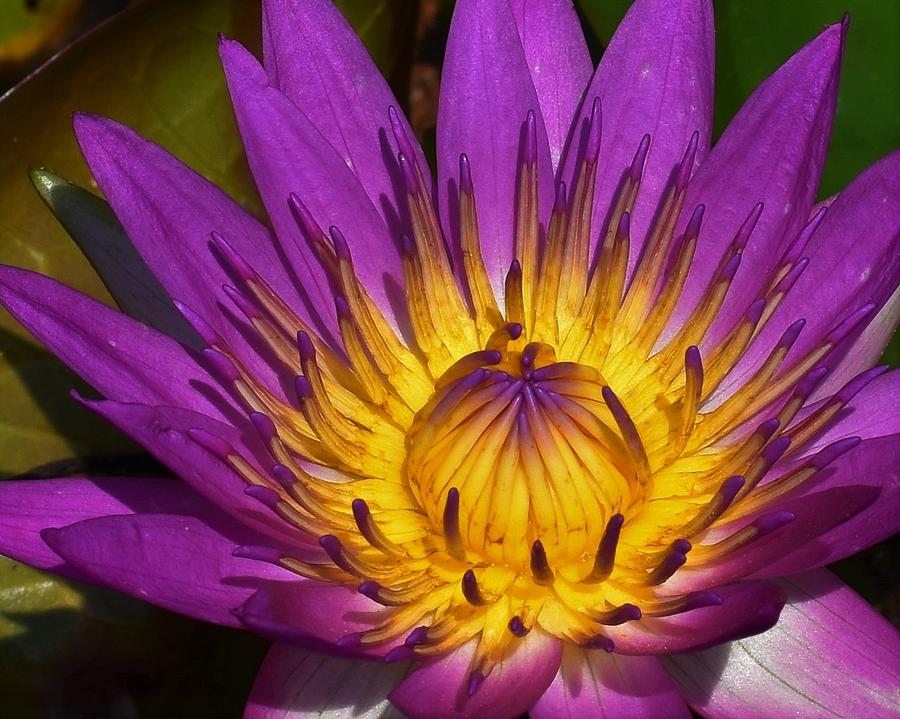 Water Lily Macro Photograph by Chip Gilbert