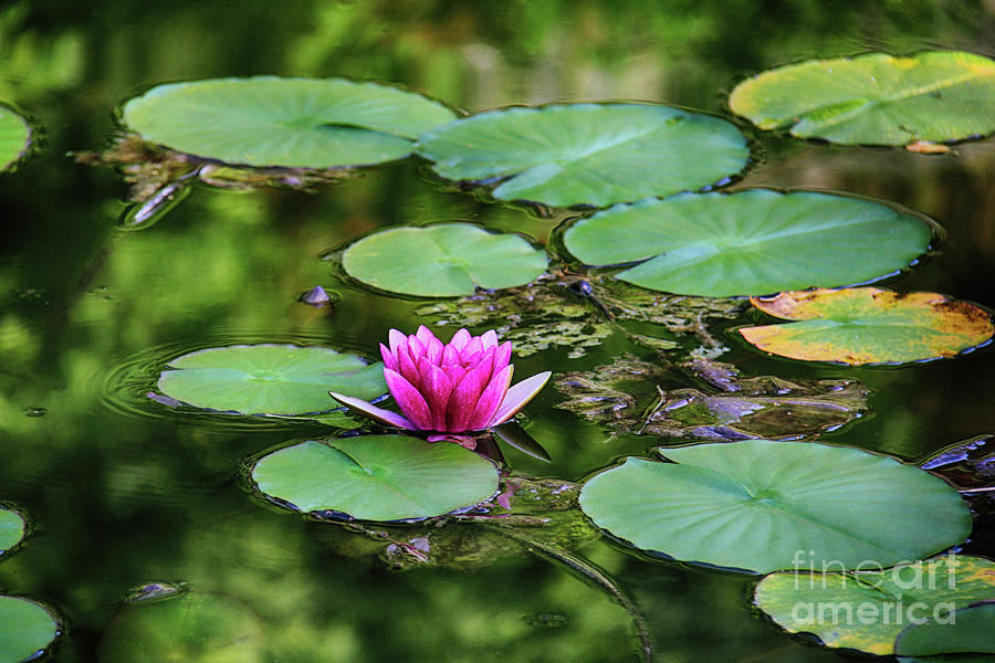 Water Lily Photograph by Mariola Bitner