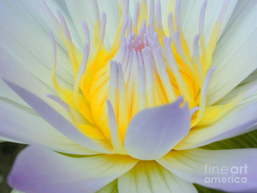 Water Lily Photograph by Mark Gilman
