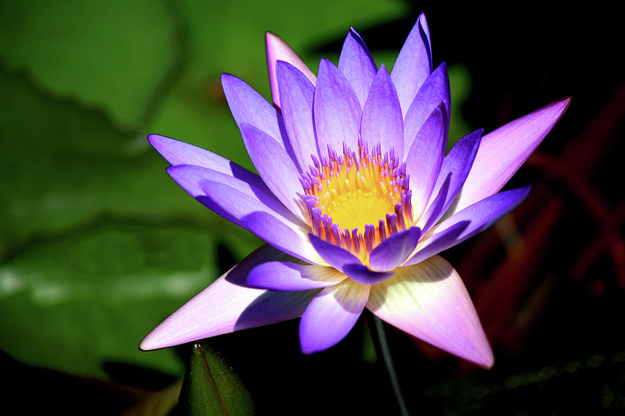 Austin Photograph - Water Lily by Mark Weaver