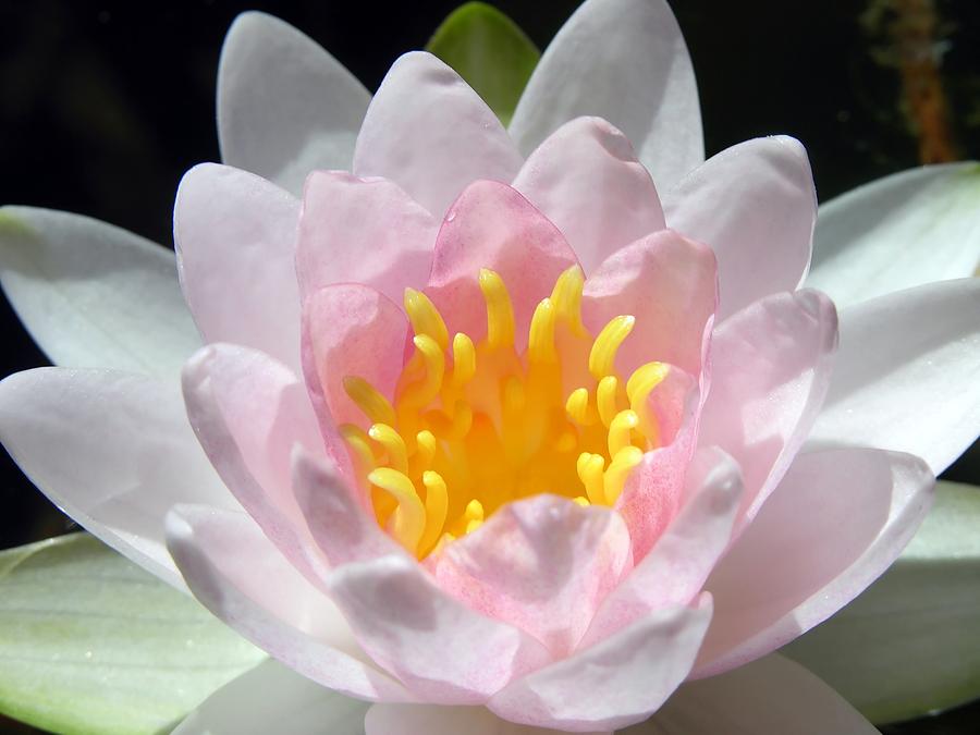 Lily Photograph - Water Lily by Mary Lane