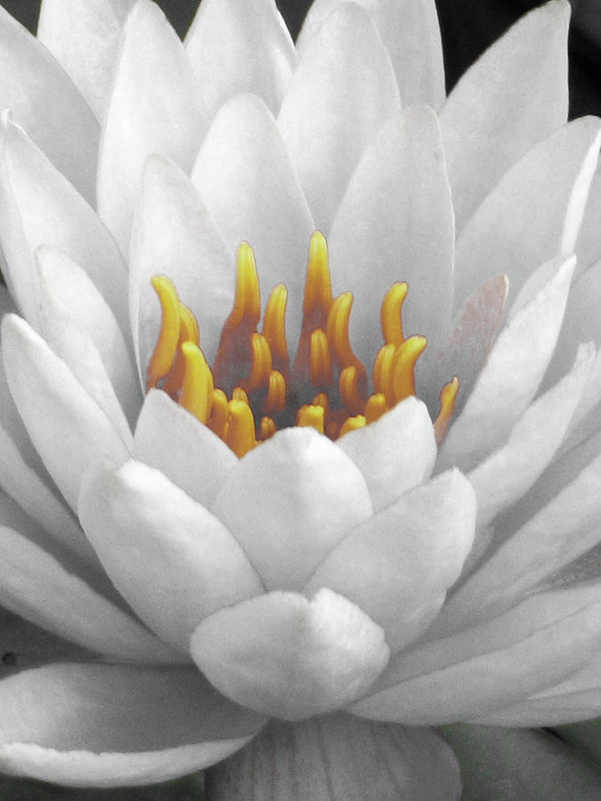 Water Lily - Mellow Yellow Photograph by Pamela Critchlow