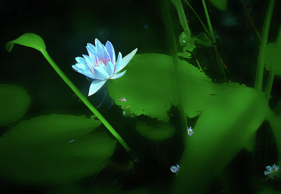 Water Lily n Pond Photograph by Joseph Hollingsworth