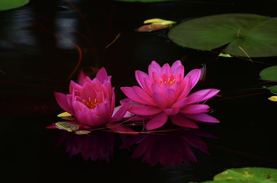Water Lily Photograph by Nancy Landry