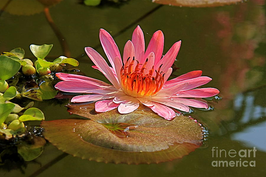 Water Lily Photograph by Nicola Fiscarelli