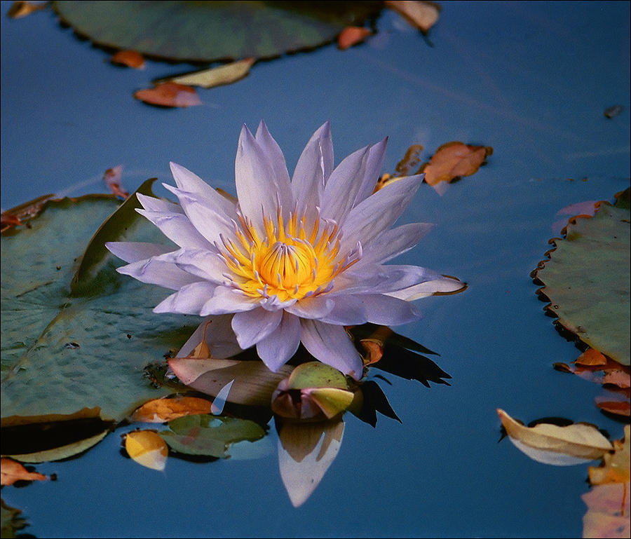 Water Lily number 2 Photograph by Robert Ullmann