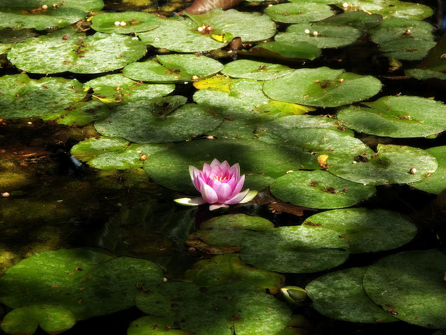 Water Lily Photograph by Obi Martinez