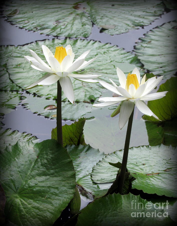 Oahu Photograph - Water Lily on Oahu by Joy Patzner Oahu Photograph - Water Lily on Oahu by Joy Patzner
