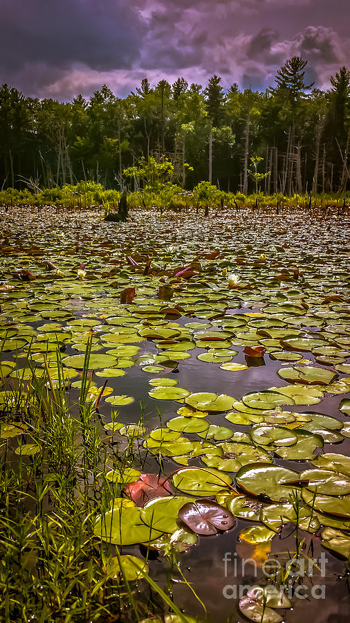 Water lily pads Photograph by Claudia M Photography