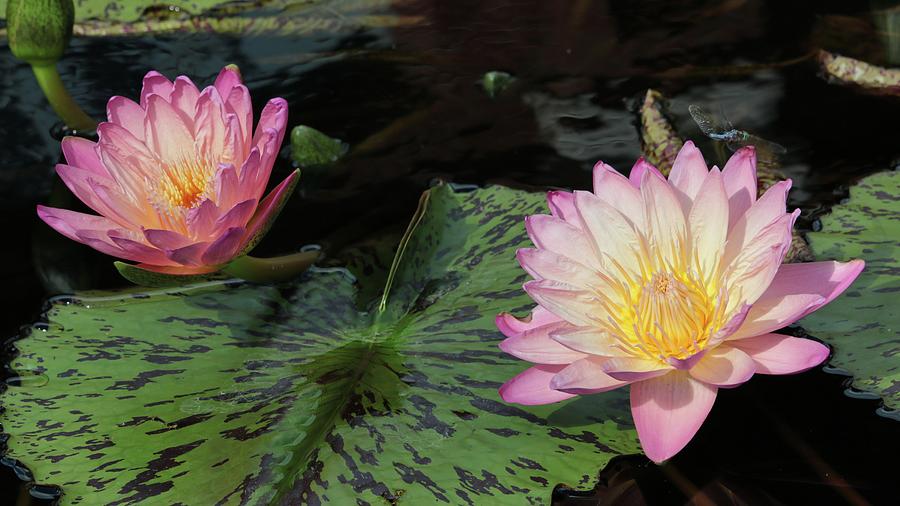 Water Lily Pair Photograph by Harold Rau