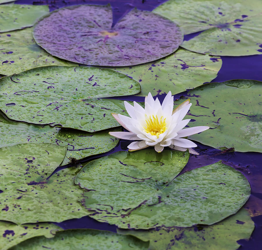 Water Lily Panorama Photograph by Jim Dollar