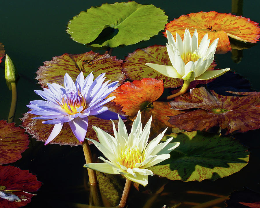 Water Lily Party Photograph by Joe Kopp