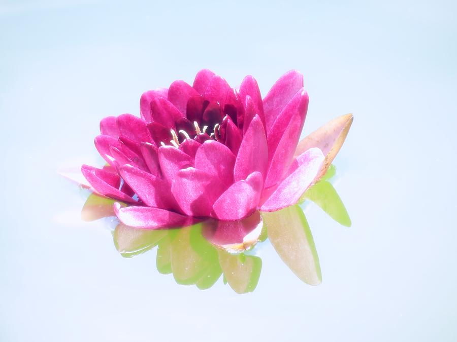 Lily Photograph - Water Lily Pastel by MTBobbins Photography