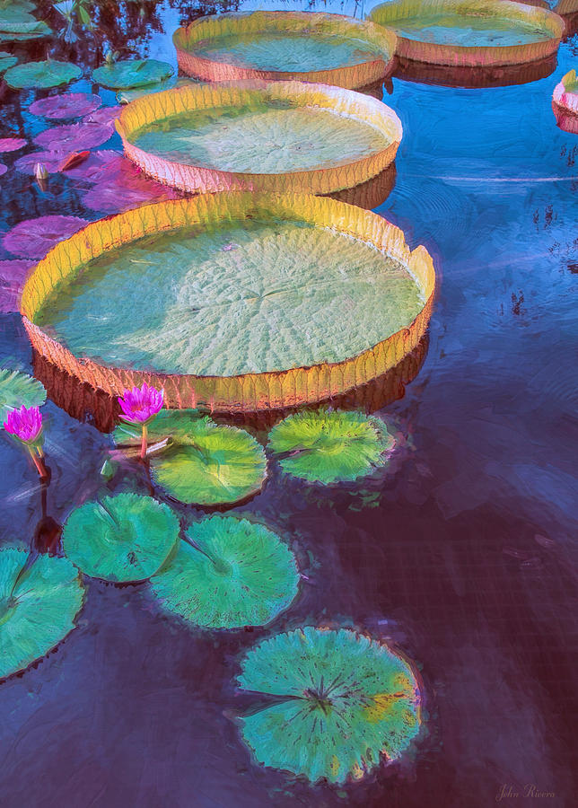Water Lily Pattern Photograph by John Rivera