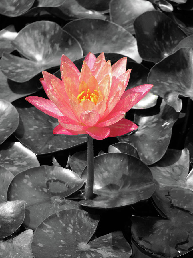 Water Lily - Peach Perfect 02 Photograph by Pamela Critchlow
