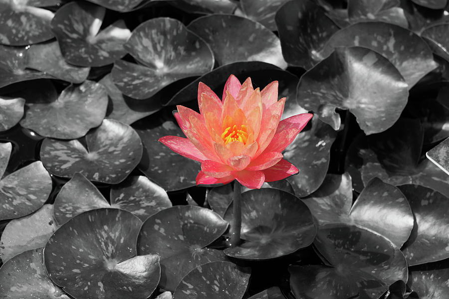 Water Lily - Peach Perfect Photograph by Pamela Critchlow