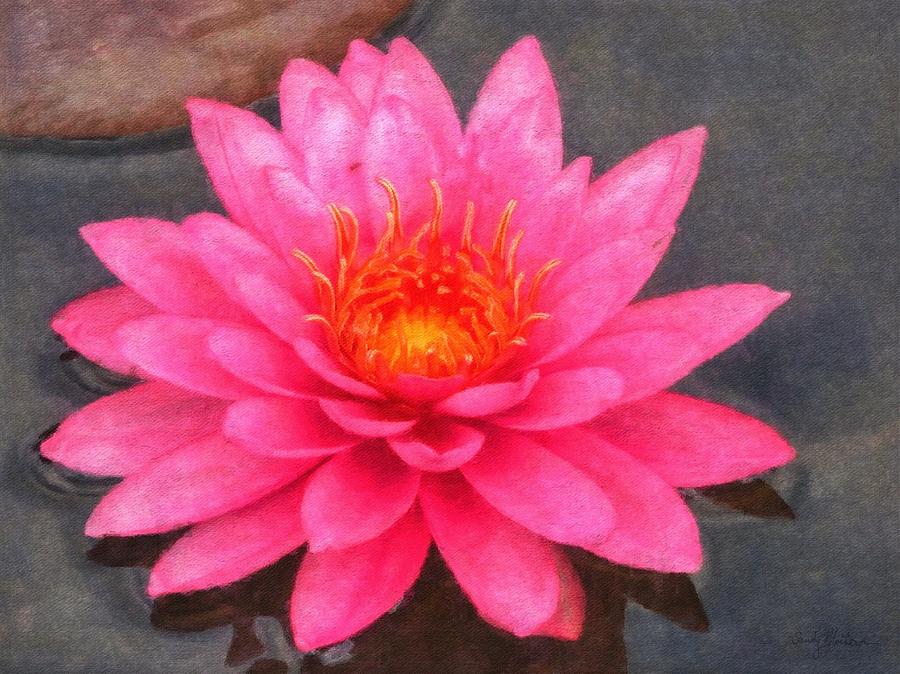 Water Lily Pink Percussion Painting by Sandy MacGowan
