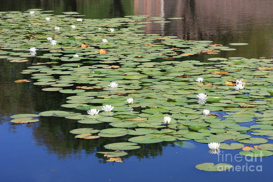 Nature Photograph - Water Lily Pond by Carol Groenen