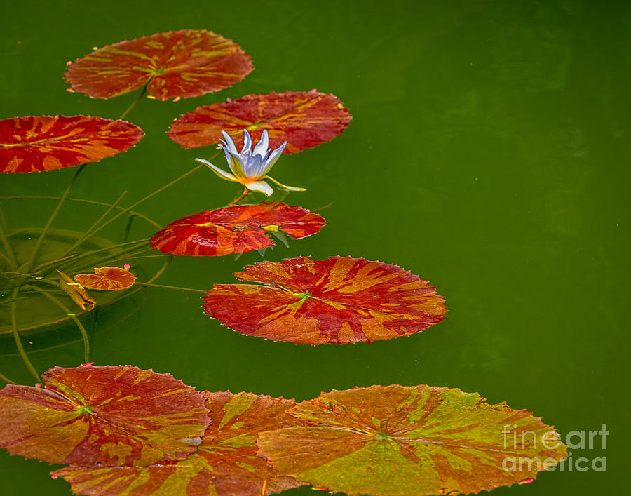 Water lily pond Photograph by Izet Kapetanovic