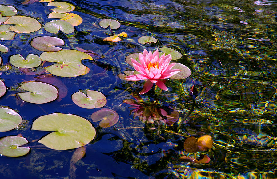Water Lily Pond Photograph by Marie Hicks