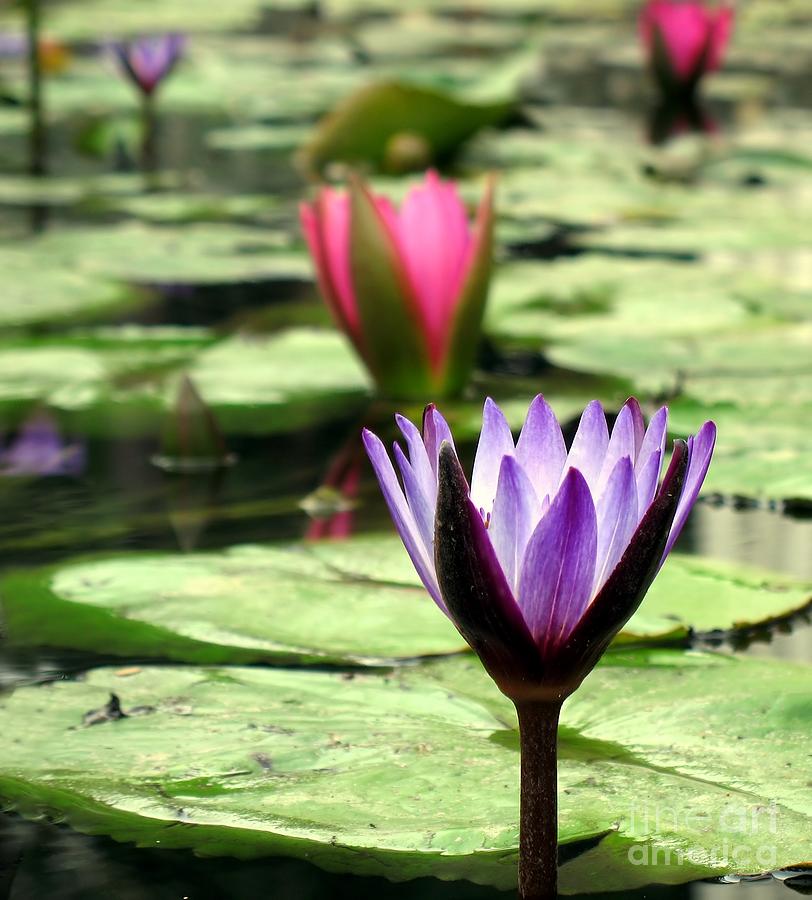 Water Lily Pond Photograph by Yali Shi