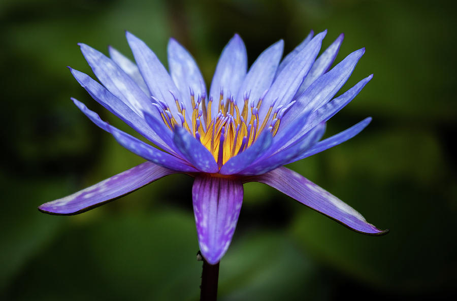 Water Lily Portrait Photograph by Kevin Case - Fine Art America