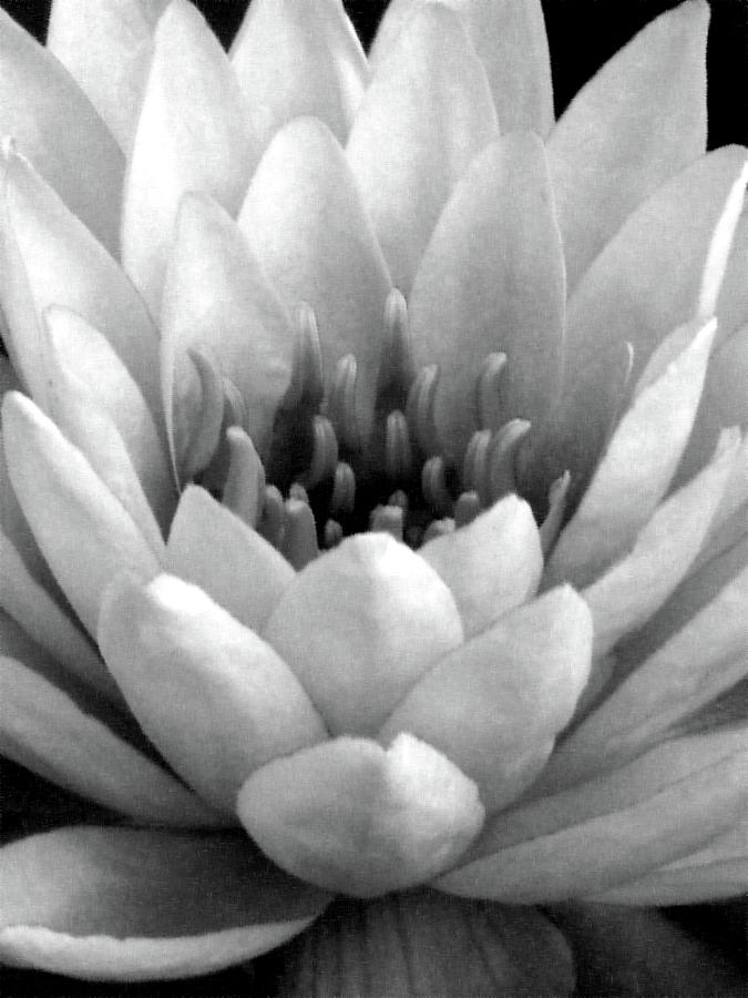 Water Lily - Portrait - Water Paper - BW Photograph by Pamela Critchlow