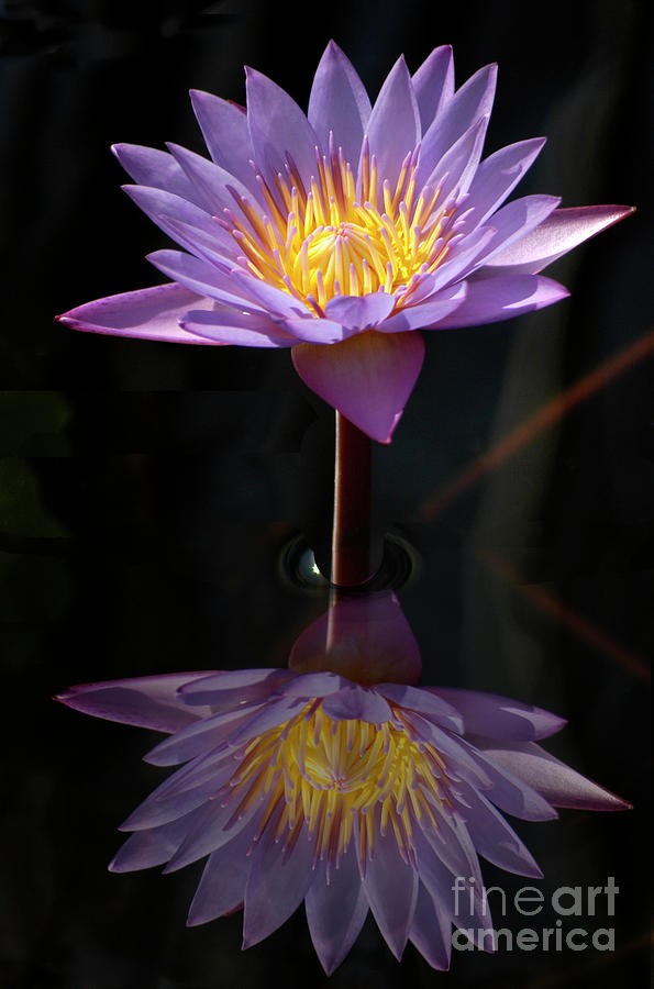 Water Lily - Purple Passion Photograph by Gunther Allen