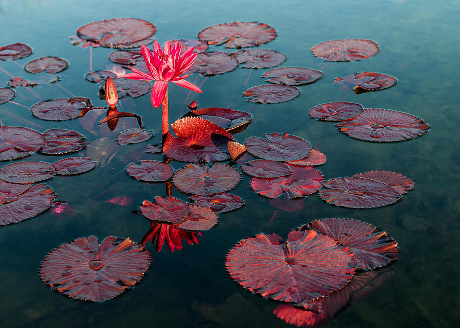 Lily Photograph - Water Lily - Red Flare by Patti Deters