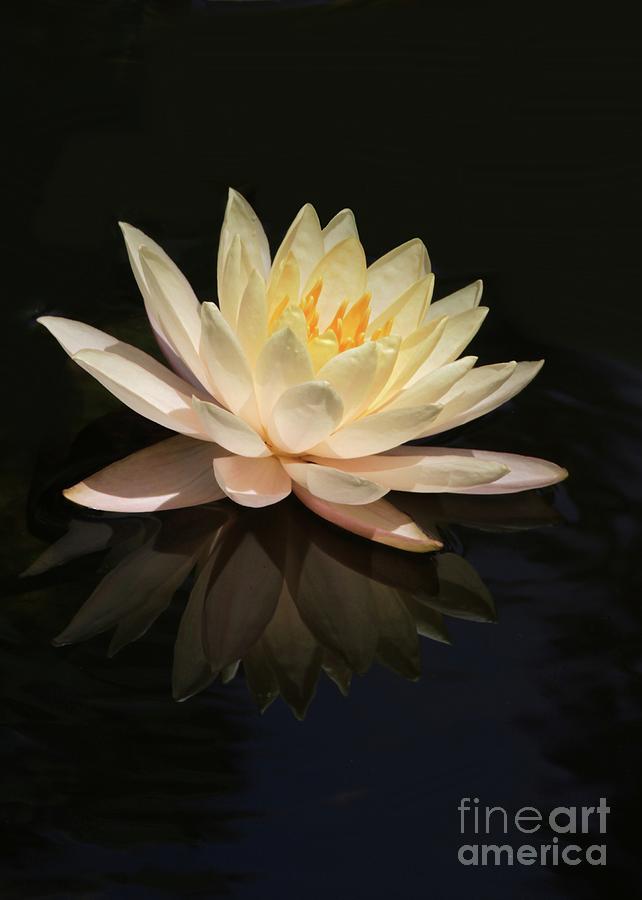 Water Lily Reflected Photograph by Sabrina L Ryan