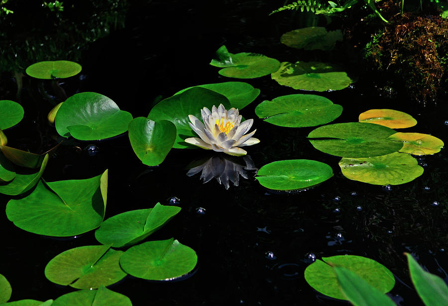 Water Lily Reflection 007 Photograph by George Bostian
